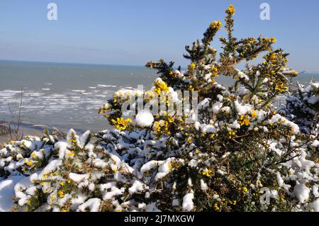 rami di gorse ricoperti di neve Foto Stock