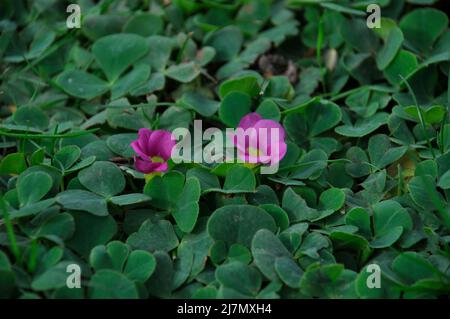 Oxalis purpurea su un prato a Porto Foto Stock