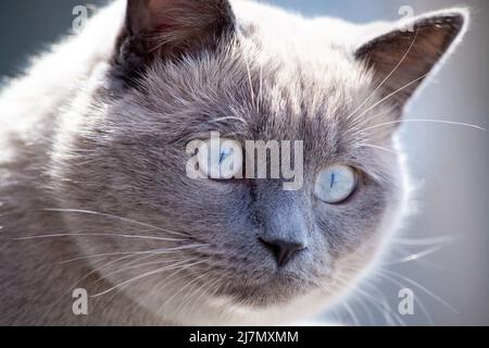 Cat ritratto in primo piano. Faccia scozzese del gatto con orecchio diritto in macro. Gatto con occhi blu con pelliccia grigia che guarda intorno. Foto profondità di campo poco profonda. Selettivo per Foto Stock