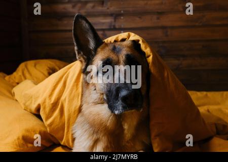 Il pastore tedesco si trova a letto su biancheria da letto gialla, coperta di coperta con testa. Il cane si svegliò a casa la mattina. L'hotel è per i visitatori Foto Stock