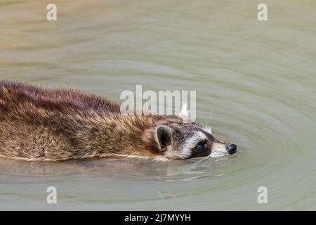 Raccoon comune (Procyon lotor) che attraversa il ruscello / rivuletto da nuoto, specie invasive in Europa nativo del Nord America Foto Stock