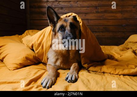 Il pastore tedesco si trova a letto su biancheria da letto gialla, coperta di coperta con testa. Il cane si svegliò a casa la mattina. L'hotel è per i visitatori Foto Stock