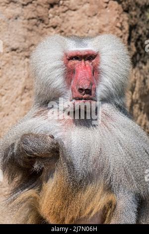 Hamadryas baboon (Papio hamadryas / Simia hamadryas) primo piano ritratto di maschio in zoo, nativo del Corno d'Africa Foto Stock