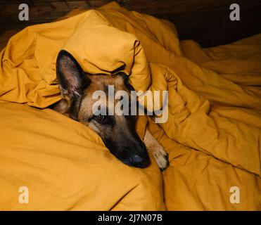 Gli animali di concetto vivono come esseri umani. Pastore tedesco giacente su cuscino e coperto di coperta gialla. Il cane si sveglierà a casa al mattino o preparandosi per fo Foto Stock