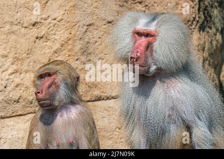 Babbuini di Hamadryas (Papio hamadryas / Simia hamadryas) ritratto primo piano di uomini e donne in zoo, nativo del Corno d'Africa Foto Stock