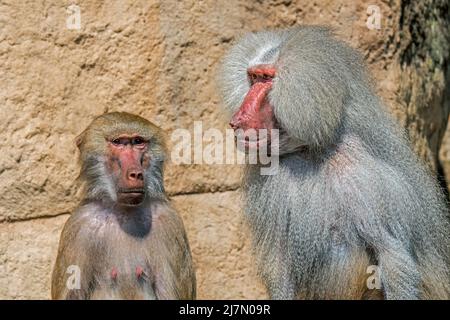 Babbuini di Hamadryas (Papio hamadryas / Simia hamadryas) ritratto primo piano di uomini e donne in zoo, nativo del Corno d'Africa Foto Stock