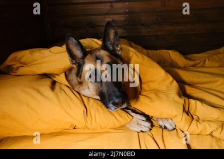 Gli animali di concetto vivono come esseri umani. Pastore tedesco giacente su cuscino e coperto di coperta gialla. Il cane si sveglierà a casa al mattino o preparandosi per fo Foto Stock