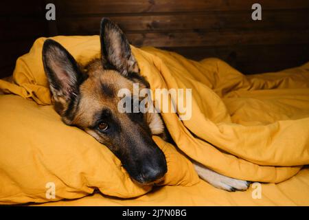 Gli animali di concetto vivono come esseri umani. Pastore tedesco giacente su cuscino e coperto di coperta gialla. Il cane si sveglierà a casa al mattino o preparandosi per fo Foto Stock