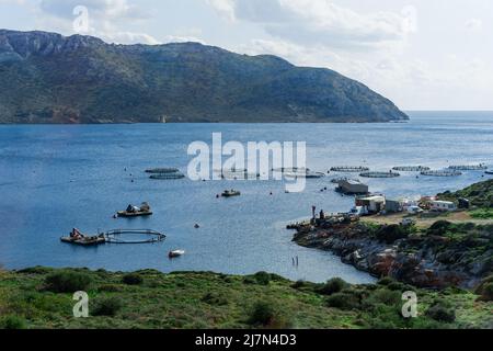 Insediamento di acquacoltura, allevamento di pesci con gabbie circolari galleggianti intorno alla baia di Attica in Grecia Foto Stock