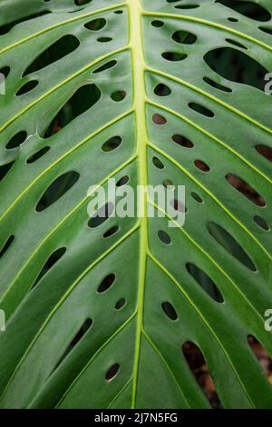 Primo piano di intricate perforazioni ovali di una foglia monstera, una lussureggiante pianta tropicale verde conosciuta anche come formaggio svizzero o filodendro a foglie separate Foto Stock
