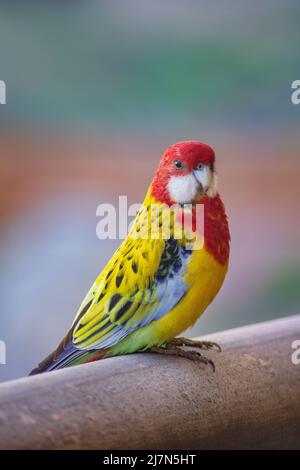 rosella orientale anche conosciuta come Platycercus eximius, un uccello nativo australiano con piumaggio colorato, testa rossa e guance bianche, che riposa Foto Stock
