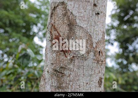 la corteccia che è stata tagliata e che vive da molto tempo nella zona centrale di aceh Foto Stock