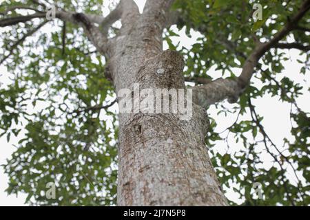 la corteccia che è stata tagliata e che vive da molto tempo nella zona centrale di aceh Foto Stock