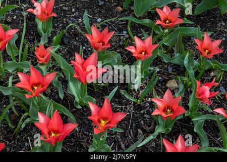 Colori che spuntano Tulipa Doll's Minuet in un campo, bellissimi tulipani viridiflora a forma di giglio con petali rosso-magenta e tinte gialle in fiore Foto Stock