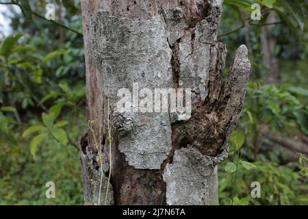 grande corteccia e tronchi nella zona centrale di aceh Foto Stock