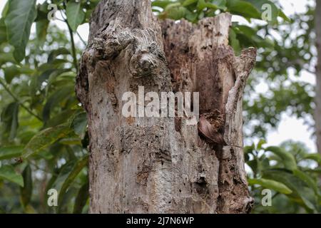 grande corteccia e tronchi nella zona centrale di aceh Foto Stock