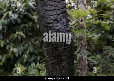 grande corteccia e tronchi nella zona centrale di aceh Foto Stock