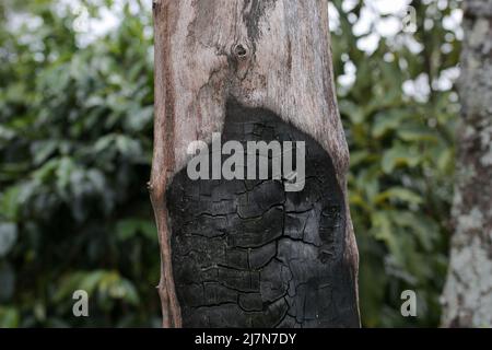 grande corteccia e tronchi nella zona centrale di aceh Foto Stock