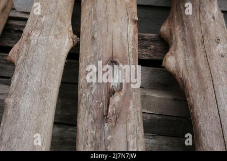 grande corteccia e tronchi nella zona centrale di aceh Foto Stock