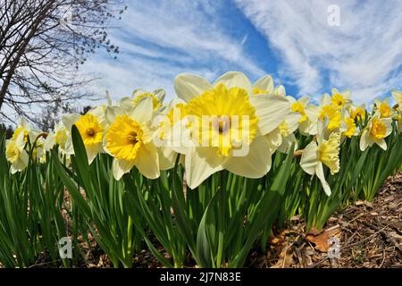 Follie di ghiaccio Daffodils Narcisis in una Sunny Spring Day. Prospettiva fisheye a basso angolo. Foto Stock