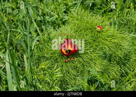 Fotografia paesaggistica in campagna con fiori di peonia rossa in primo piano e campi agricoli su una collina in background. Foto Stock
