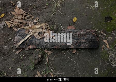 la corteccia che è stata tagliata e che vive da molto tempo nella zona centrale di aceh Foto Stock