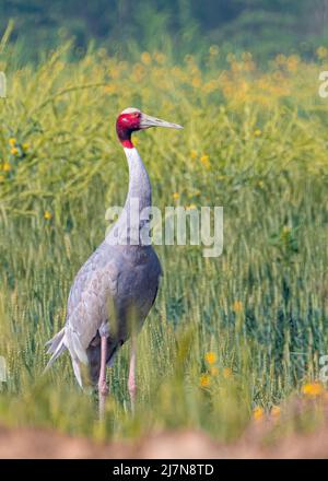 Una gru Sarus in campo di senape Foto Stock