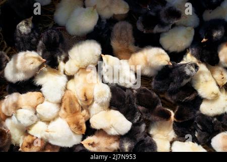 Molti piccoli chiken giallo e nero nella scatola. Sfondo vista dall'alto. Foto Stock