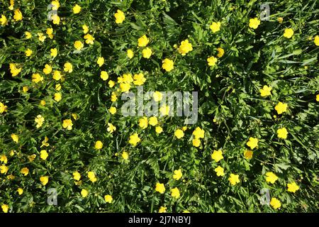 Vista dall'alto in basso sul prato verde isoalato con molti fiori di farfalle in fiore (Ranunculus) Foto Stock