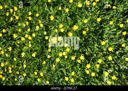 Vista dall'alto in basso sul prato verde isoalato con molti fiori di farfalle in fiore (Ranunculus) Foto Stock