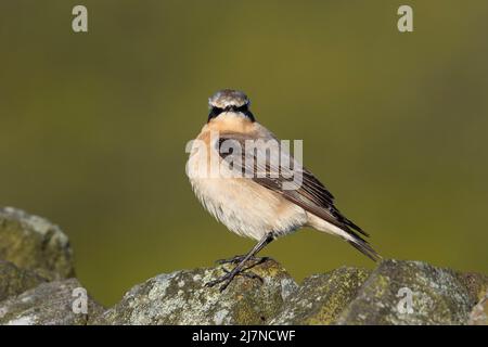 Il Wheatear maschio settentrionale (Oenanthe oenanthe) sedette su una parete di pietra asciutta al sole del mattino. Foto Stock