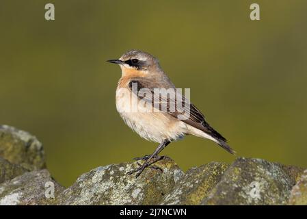 Il Wheatear maschio settentrionale (Oenanthe oenanthe) sedette su una parete di pietra asciutta al sole del mattino. Foto Stock