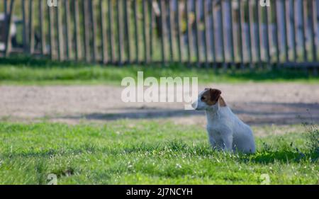 Jack Russell Terrier seduto sul verde erba vicino alla strada Foto Stock