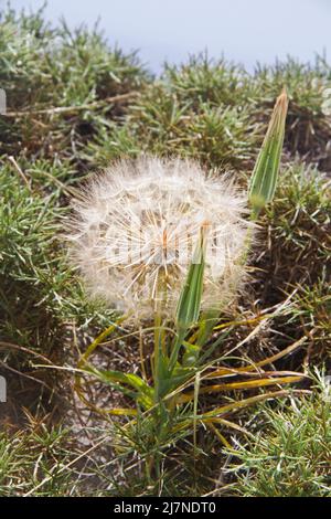 Tre teste di sead di Western Salsify, una pianta che assomiglia ad un grande dente di leone, due chiuse, una aperta Foto Stock