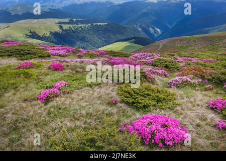 Splendidi paesaggi estivi sui monti Carpatii, fiori di rododendro, vista sulle montagne Foto Stock