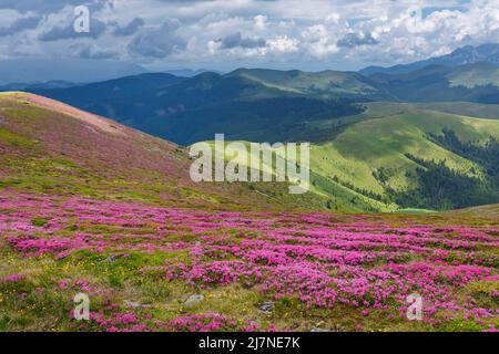 Splendidi paesaggi estivi sui monti Carpatii, fiori di rododendro, vista sulle montagne Foto Stock