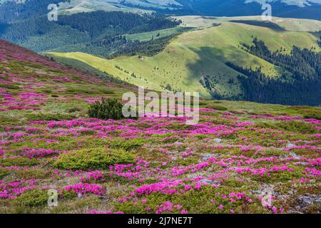 Splendidi paesaggi estivi sui monti Carpatii, fiori di rododendro, vista sulle montagne Foto Stock