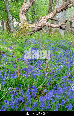 Boschi di Bluebell vicino a Brockenhurst nel New Forest National Park, Hampshire Foto Stock