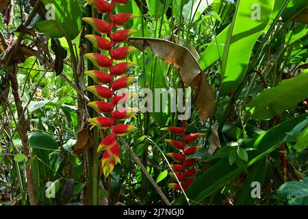 Una pianta di Falso uccello del Paradiso con un'infiorescenza di fiori rivolta verso il basso (Heliconia rostrata) Foto Stock