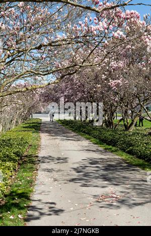 Niagara Falls Walkway con alberi di magnolia in pieno fiore Floral Showhouse. Cascate del Niagara, Ontario, Canada. Foto Stock