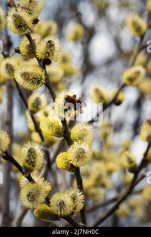 natura stagionale sfondo bumblebee si sta alimentando su salice Foto Stock