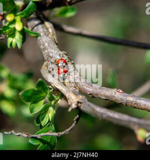 Un paio di simpatici ladybugs rossi su un ramo d'albero illuminato dal sole. Foto Stock