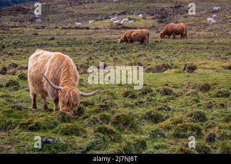 La mucca delle Highland, la più antica razza di bestiame registrata al mondo, conosciuta come i giganti gentili della Scozia. Foto Stock