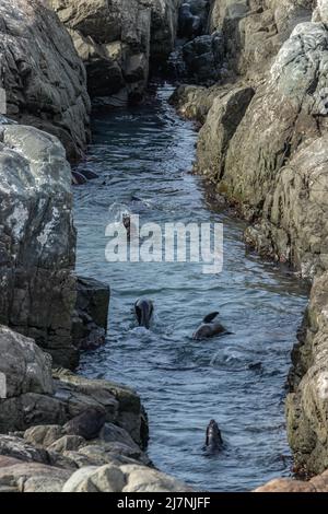 I cuccioli di guarnizione giocano nella piscina del vivaio Foto Stock