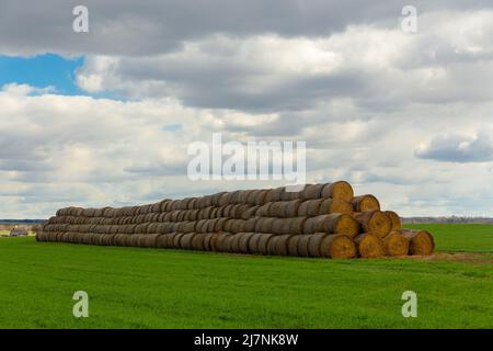 Grande mucchio di balle con paglia. Balle rotonde di paglia impilate in una piramide Foto Stock
