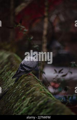 Pigeon comune/ferale (Columba Livia), arroccato su un muro di fossato a Deansgate, Manchester, Greater Manchester, Regno Unito, Foto Stock