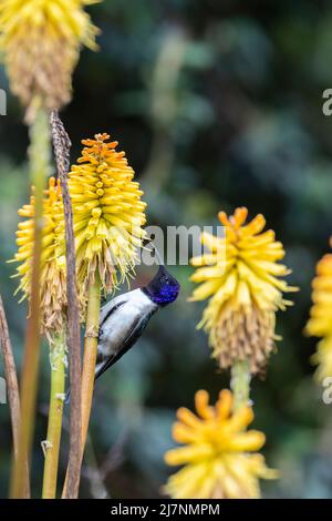 Ecuador, Monti delle Ande, Parco Nazionale Cotopaxi. hummingbird (SELVATICO: Oreotrochilus chimborazo) Foto Stock