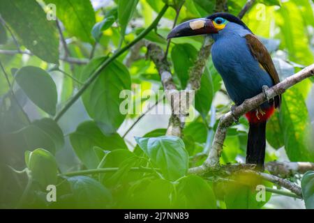 Ecuador, Valle di Tandayapa, Riserva di Alambi. Toucan di montagna con fatturazione a piastra (Andigena laminirostris). Foto Stock