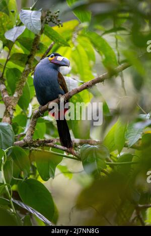 Ecuador, Valle di Tandayapa, Riserva di Alambi. Toucan di montagna con fatturazione a piastra (Andigena laminirostris). Foto Stock