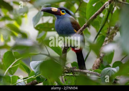 Ecuador, Valle di Tandayapa, Riserva di Alambi. Toucan di montagna con fatturazione a piastra (Andigena laminirostris). Foto Stock